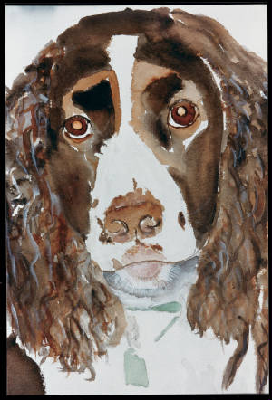 spaniel2.jpg